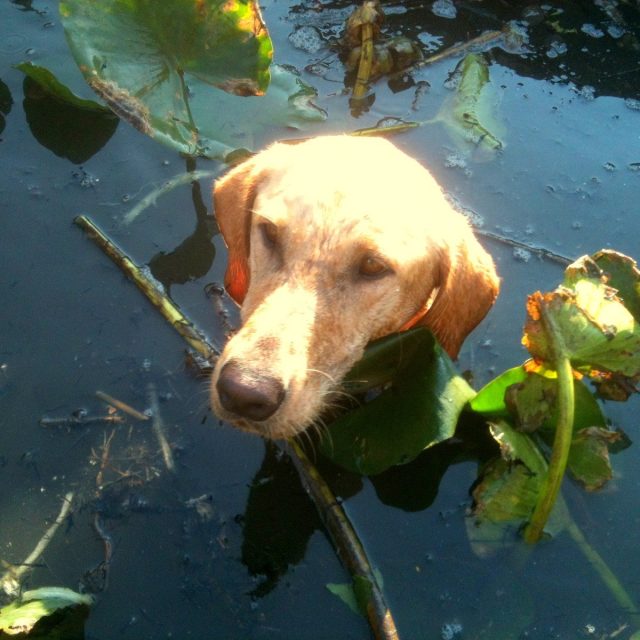 Duckdog