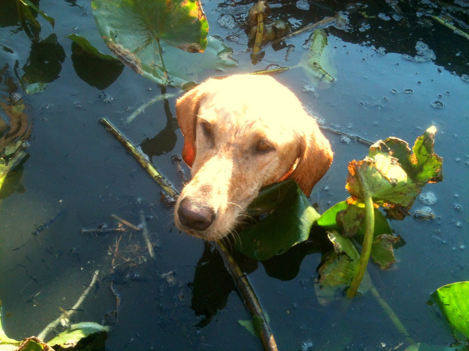 Duckdog