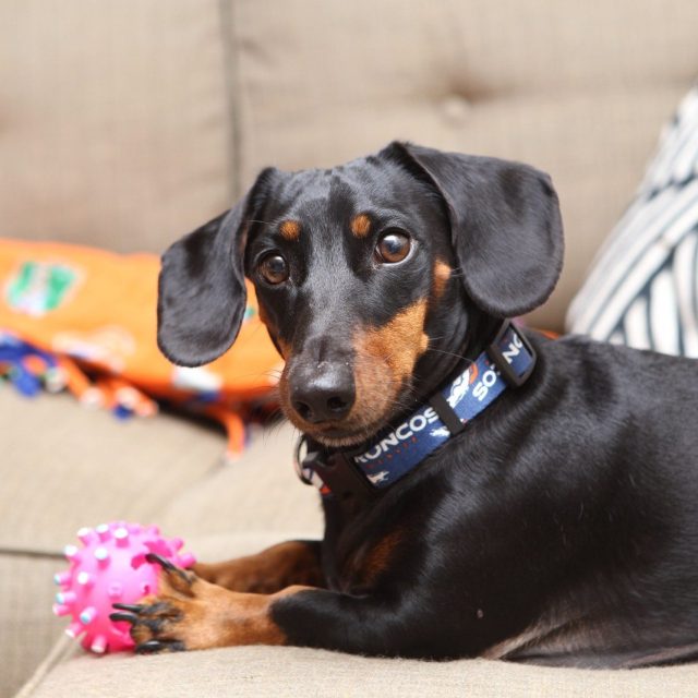 Sushi The Weenie