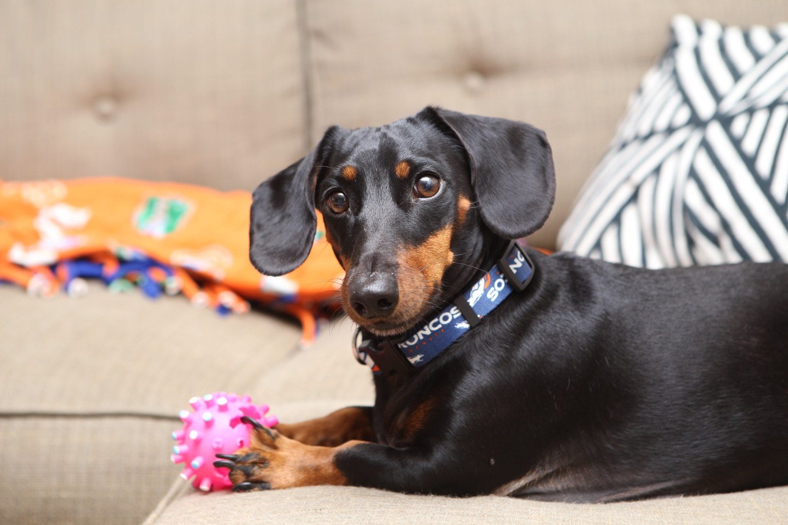 Sushi The Weenie
