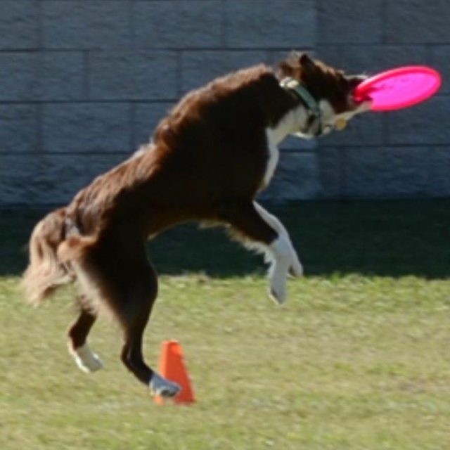Skye Working On Her Frisbee Skills. When I Rescued Her She Had No Idea What A To