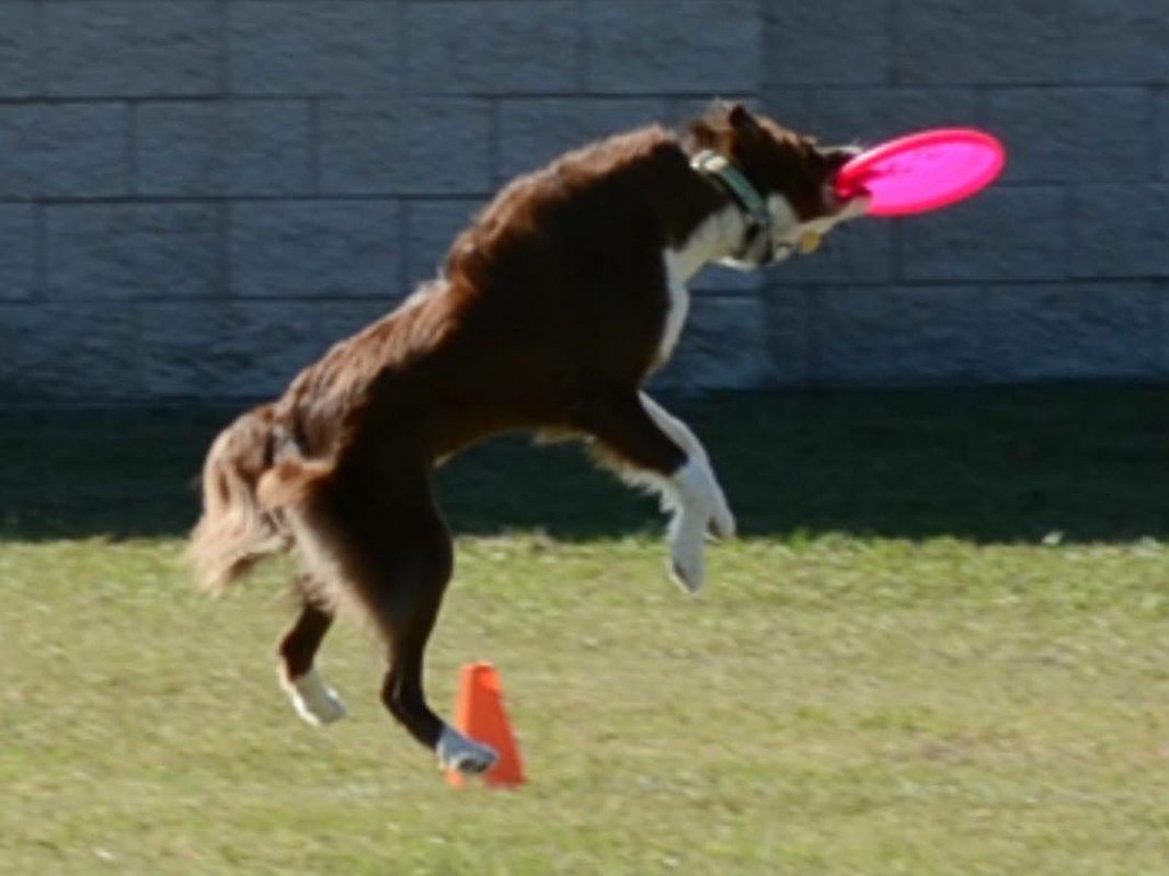 Skye Working On Her Frisbee Skills. When I Rescued Her She Had No Idea What A To