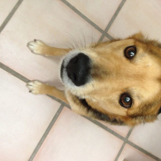 Toby