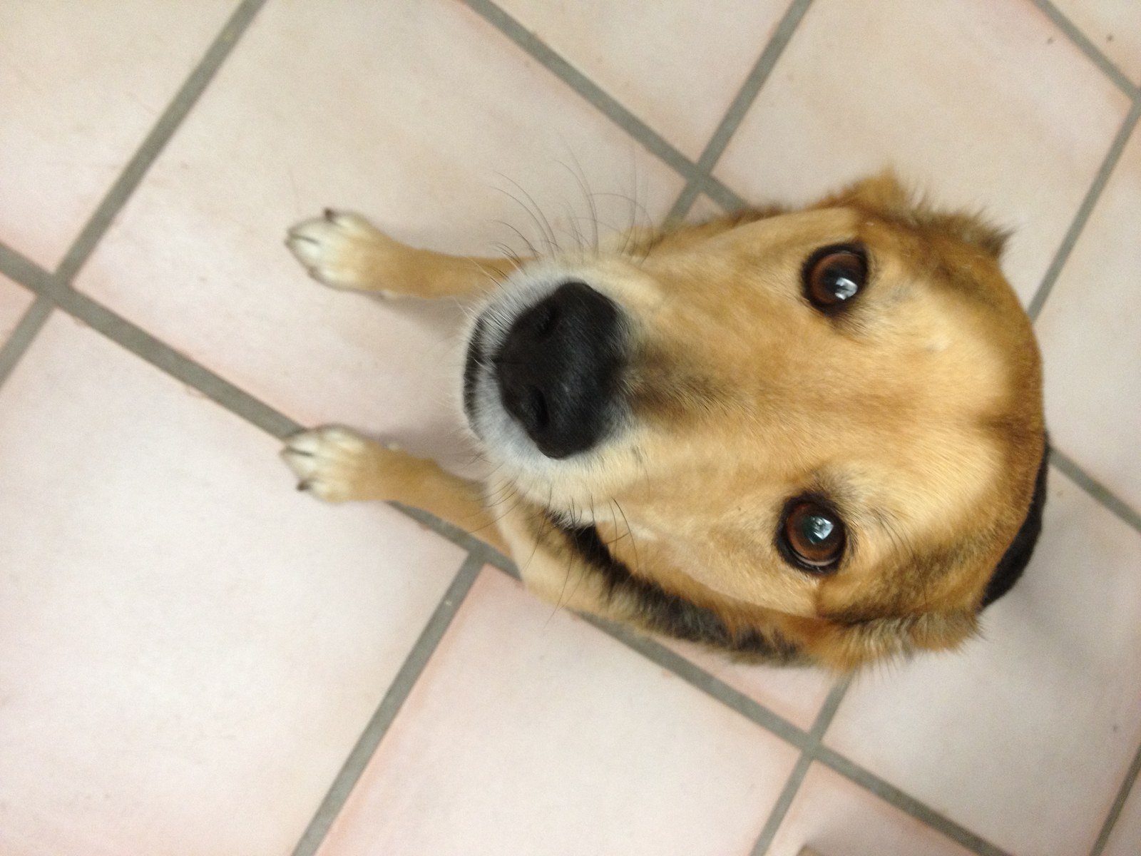 Toby