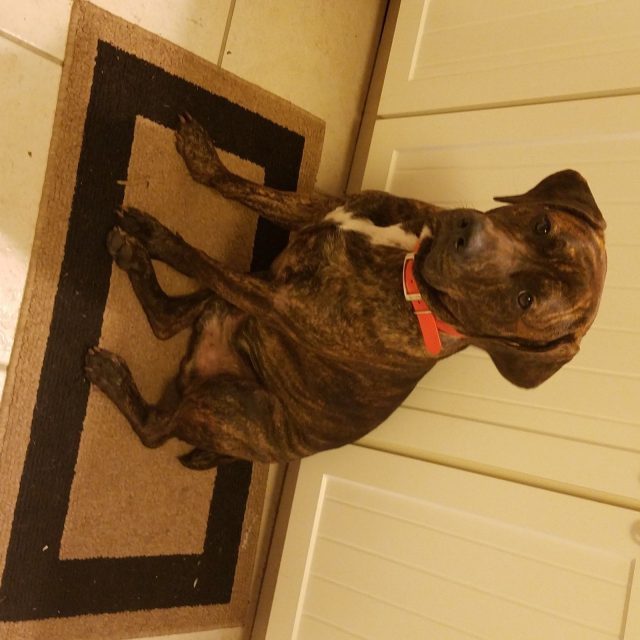 HANK ( My Foster Rescue Dog)