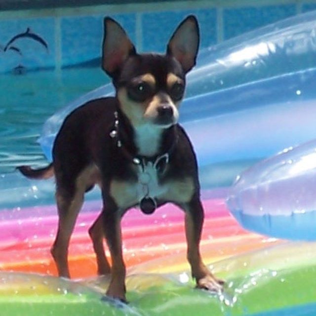 Surfin' In The Pool!