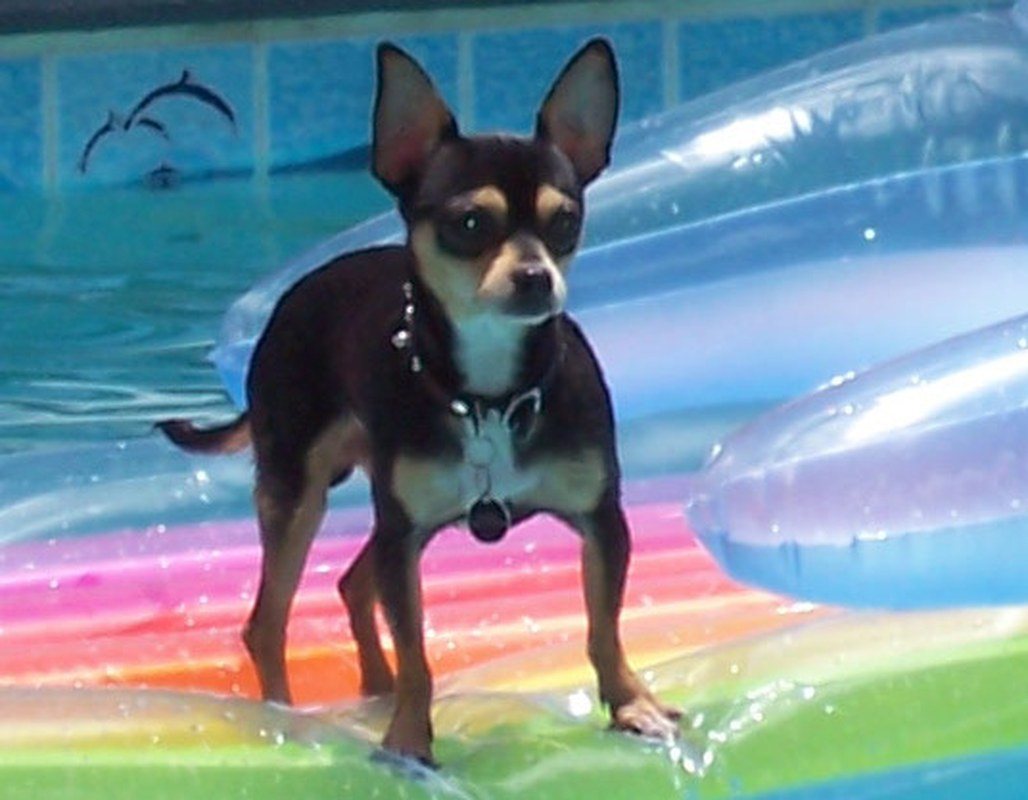 Surfin' In The Pool!