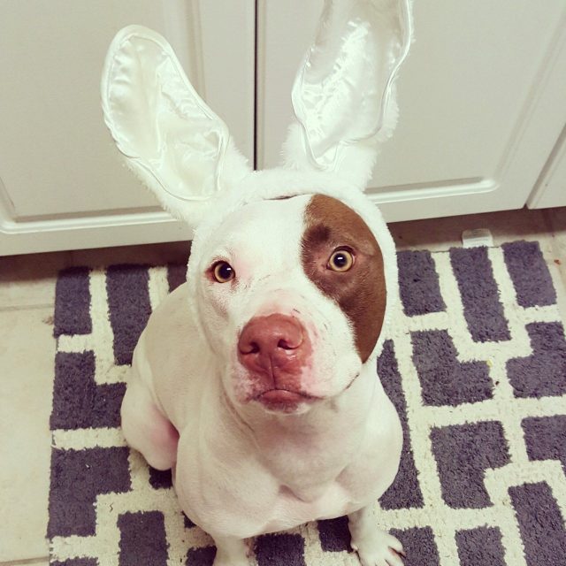 No Puppies Allowed In The Kitchen? Good Thing I'm A Bunny.