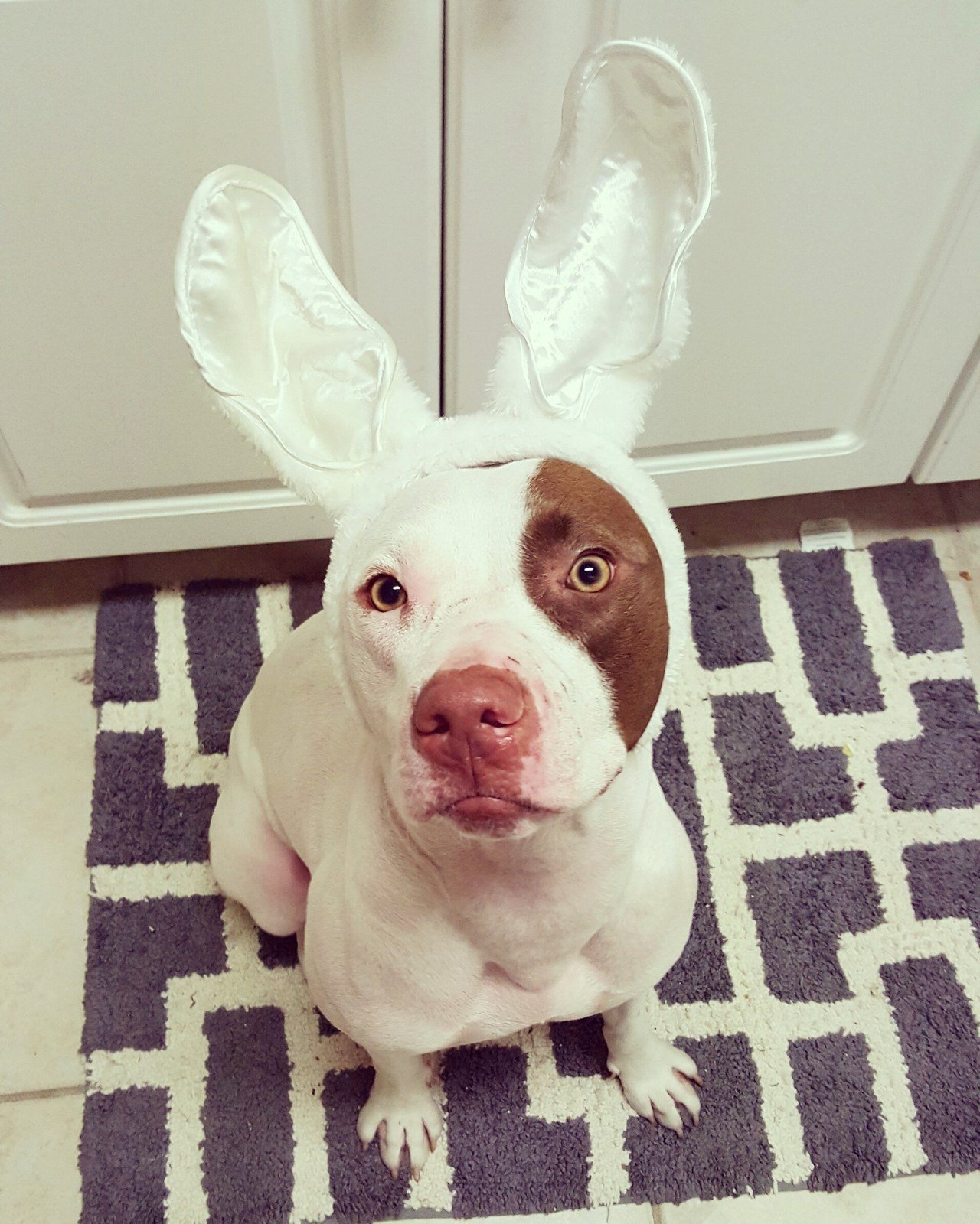 No Puppies Allowed In The Kitchen? Good Thing I'm A Bunny.