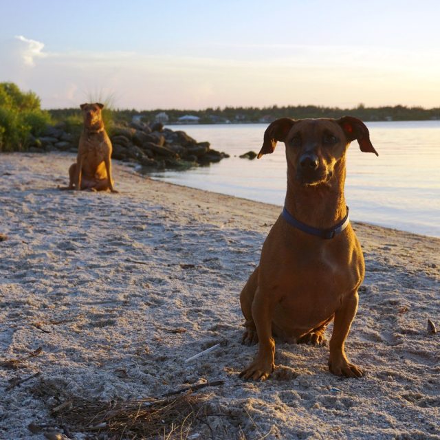 Lagoon Watch