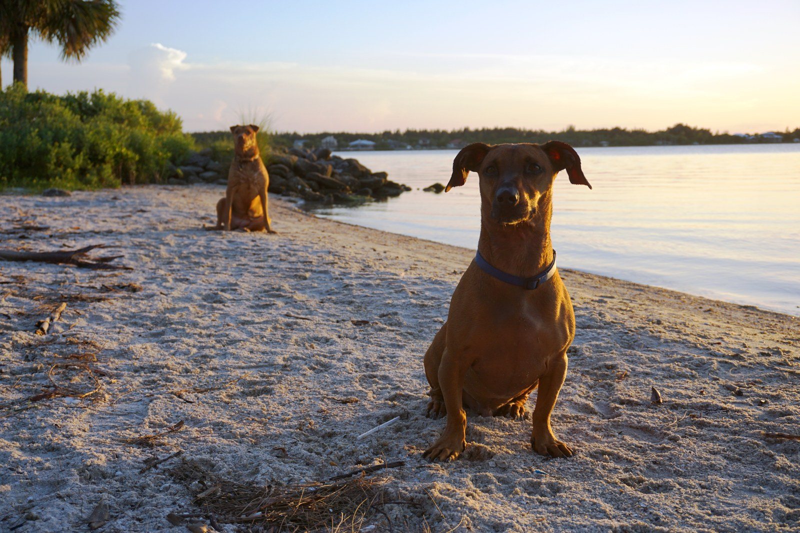 Lagoon Watch