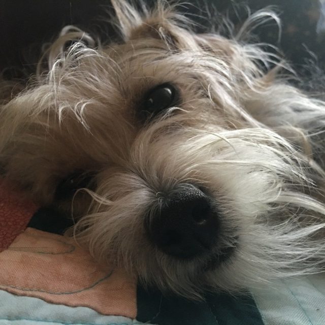 Lola