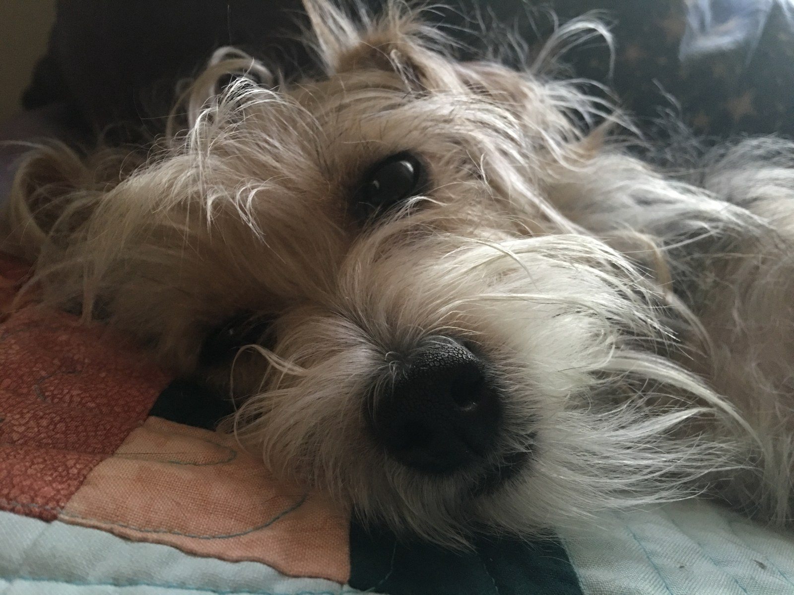 Lola