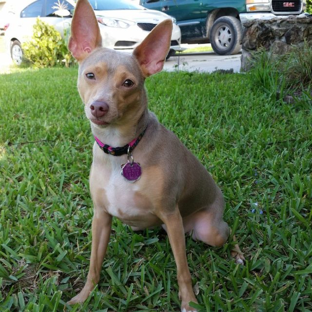Josie