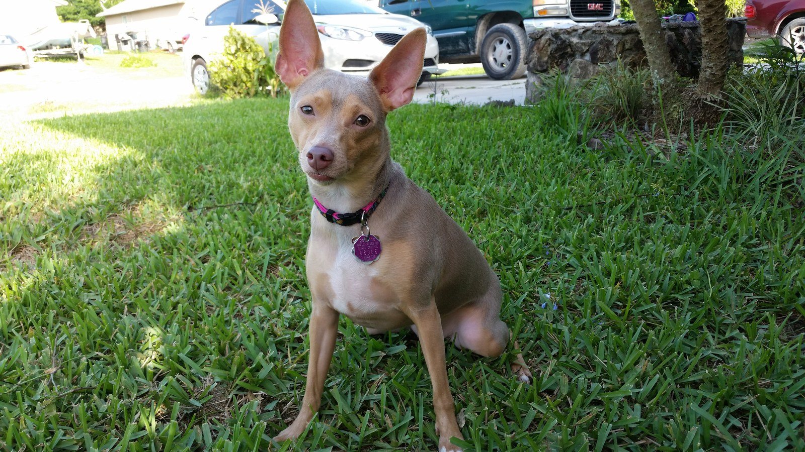 Josie
