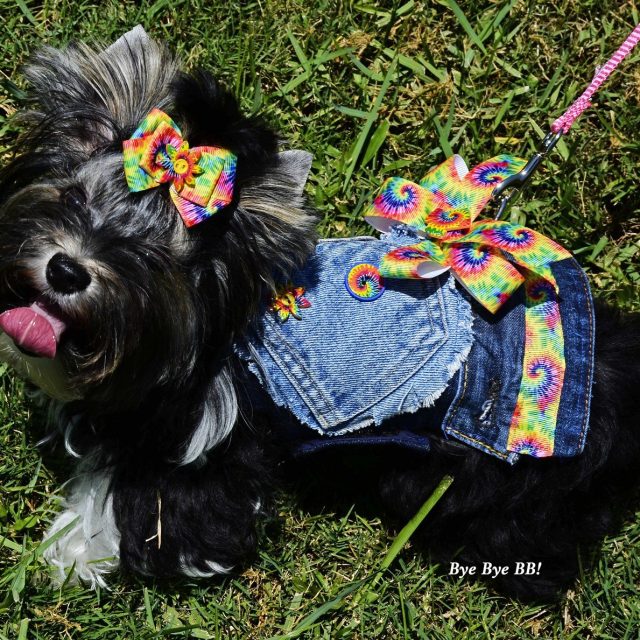 "BB" Got Her New Harness And Bow