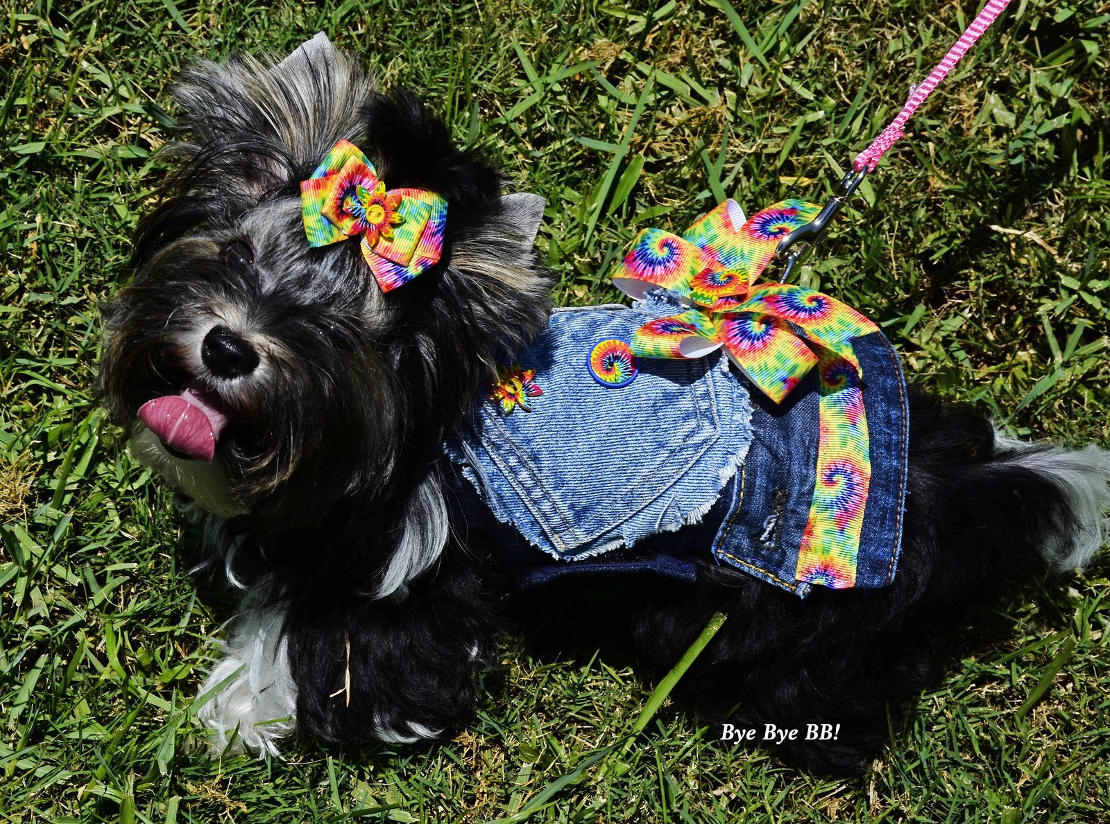 "BB" Got Her New Harness And Bow