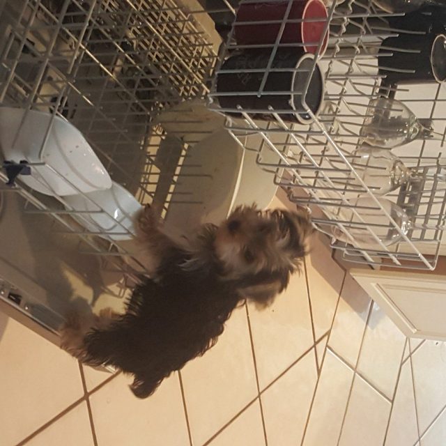 Uhhhhh....I Was Helping?