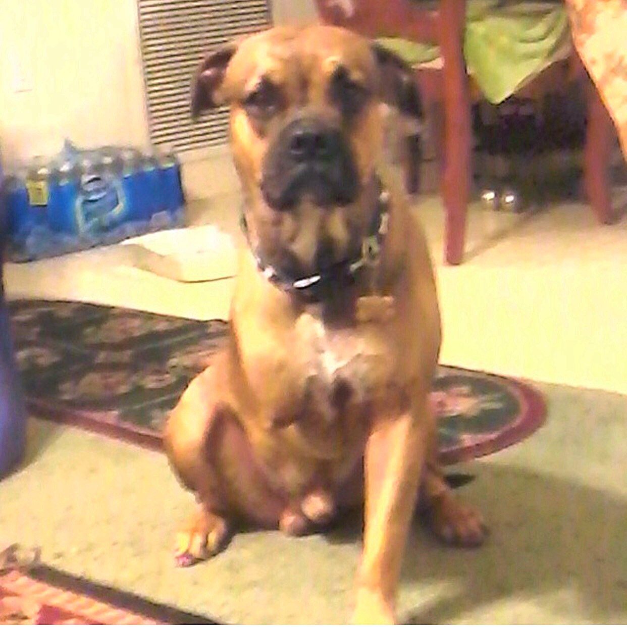 Copper. He Was Shot A Few Years Back But Is Full Of Life!