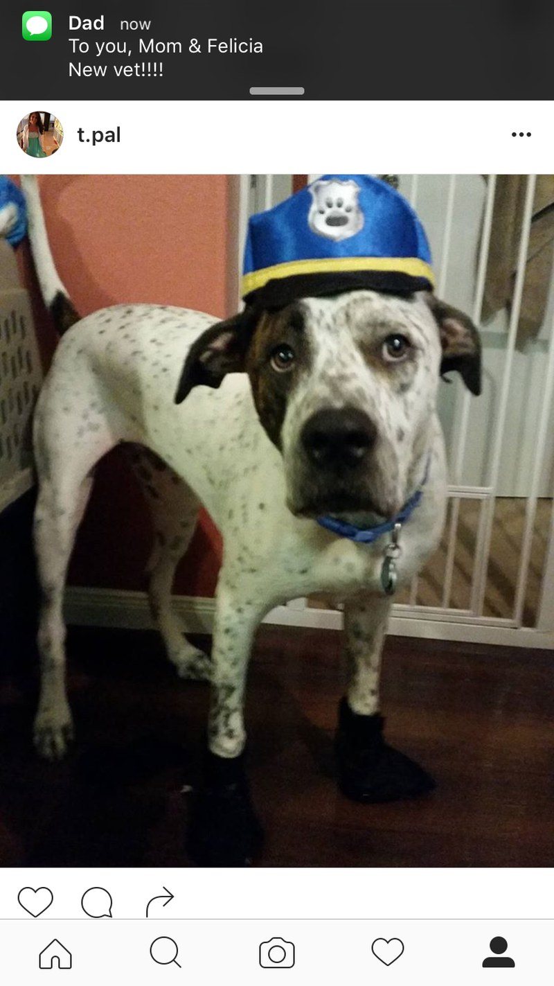 Police Pup!