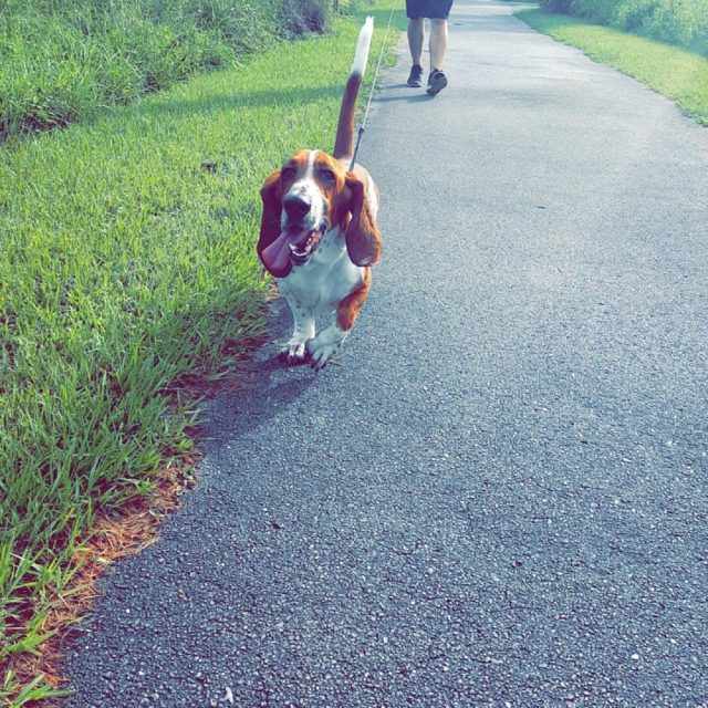 Trotting Along The Doggy Trail