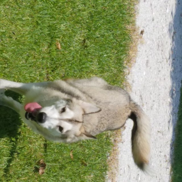 Day Off From Service Dog Work To Play At Dogs For Life Dog Park