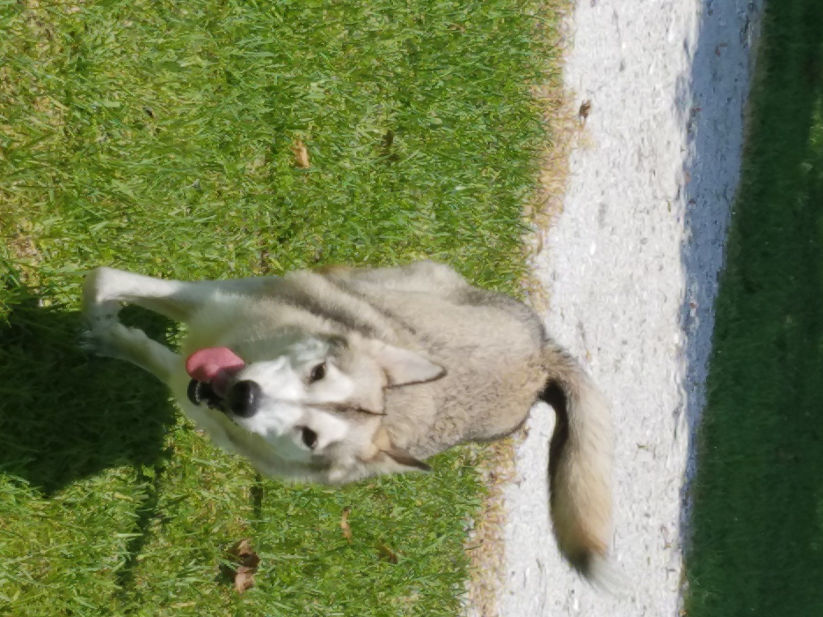 Day Off From Service Dog Work To Play At Dogs For Life Dog Park