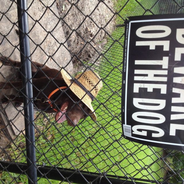 Beware Of Dog