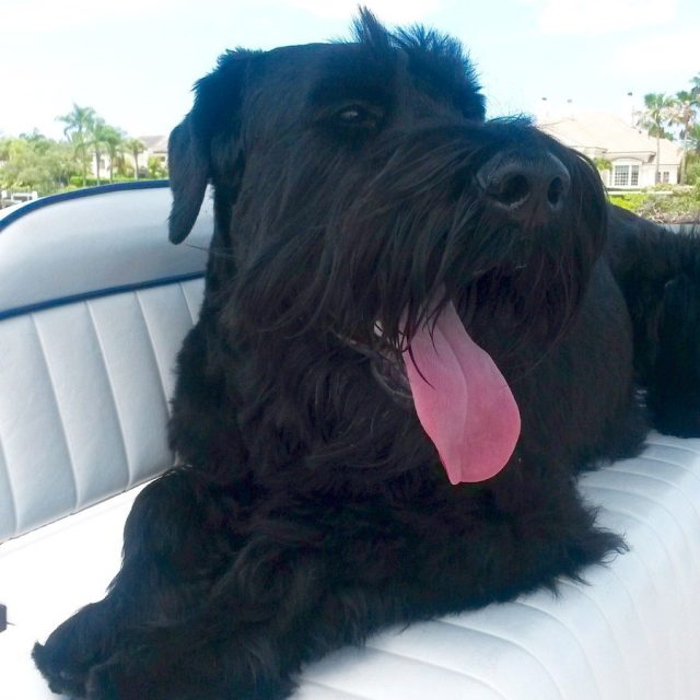 Bruno's Boat Ride