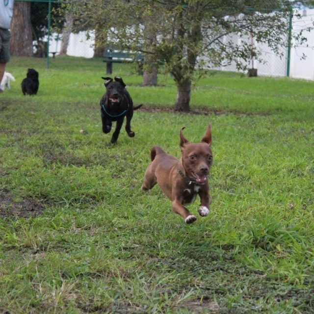 The Chase!