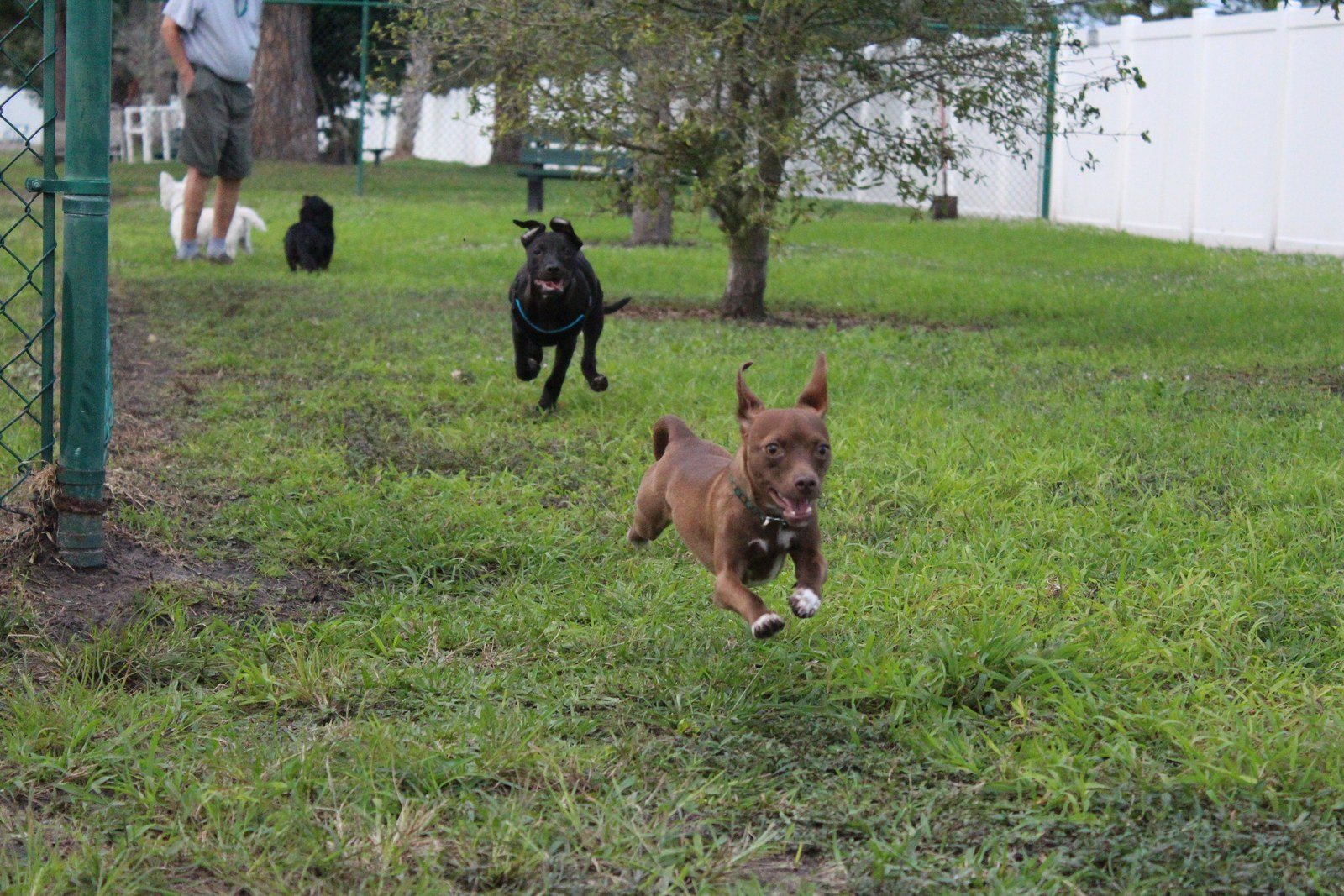 The Chase!