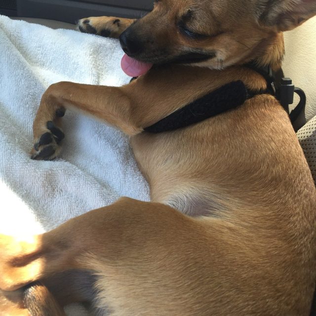 After The Dog Park