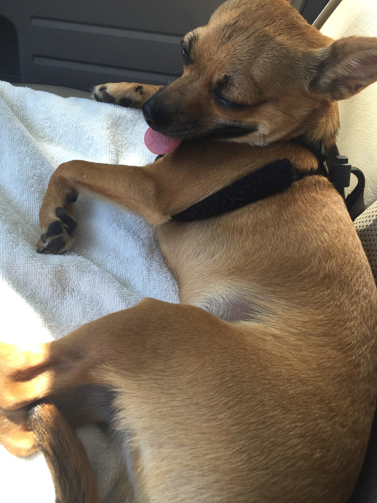 After The Dog Park