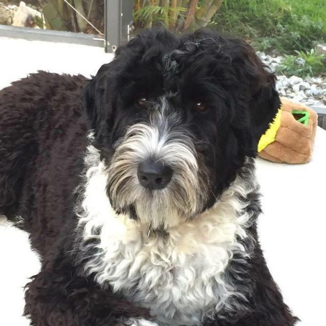 Coco Chanel