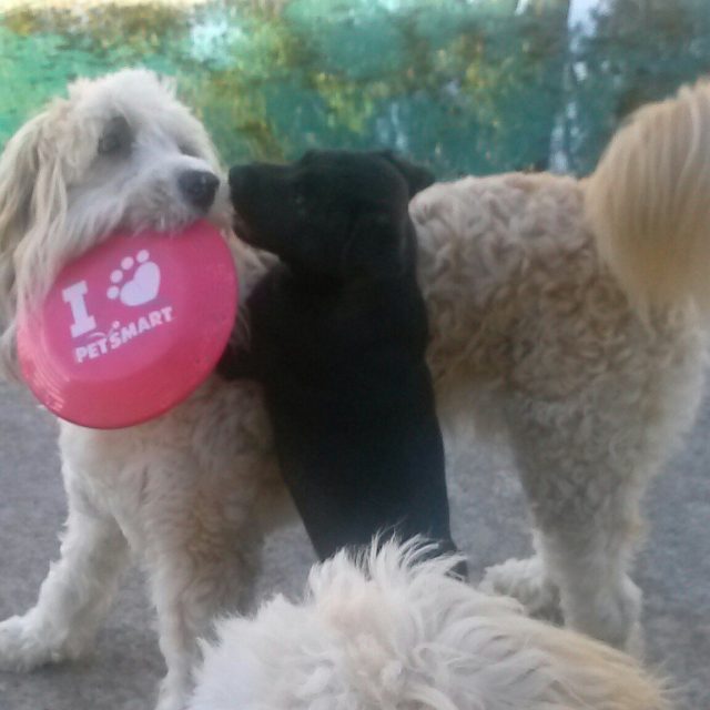 Teach Me How To Catch The Frisbee Sis!