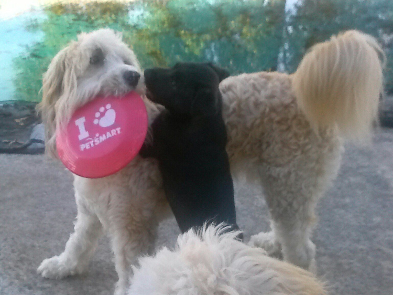 Teach Me How To Catch The Frisbee Sis!