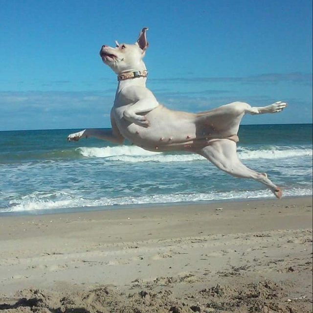 Rukas Rendition Of The Nutcracker
