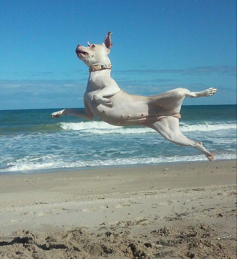 Rukas Rendition Of The Nutcracker