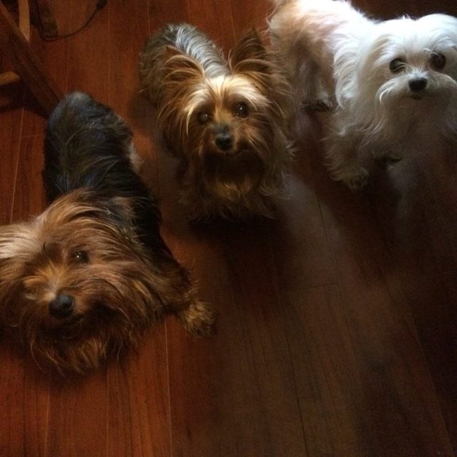 Treat? Did You Say You Had A Treat?