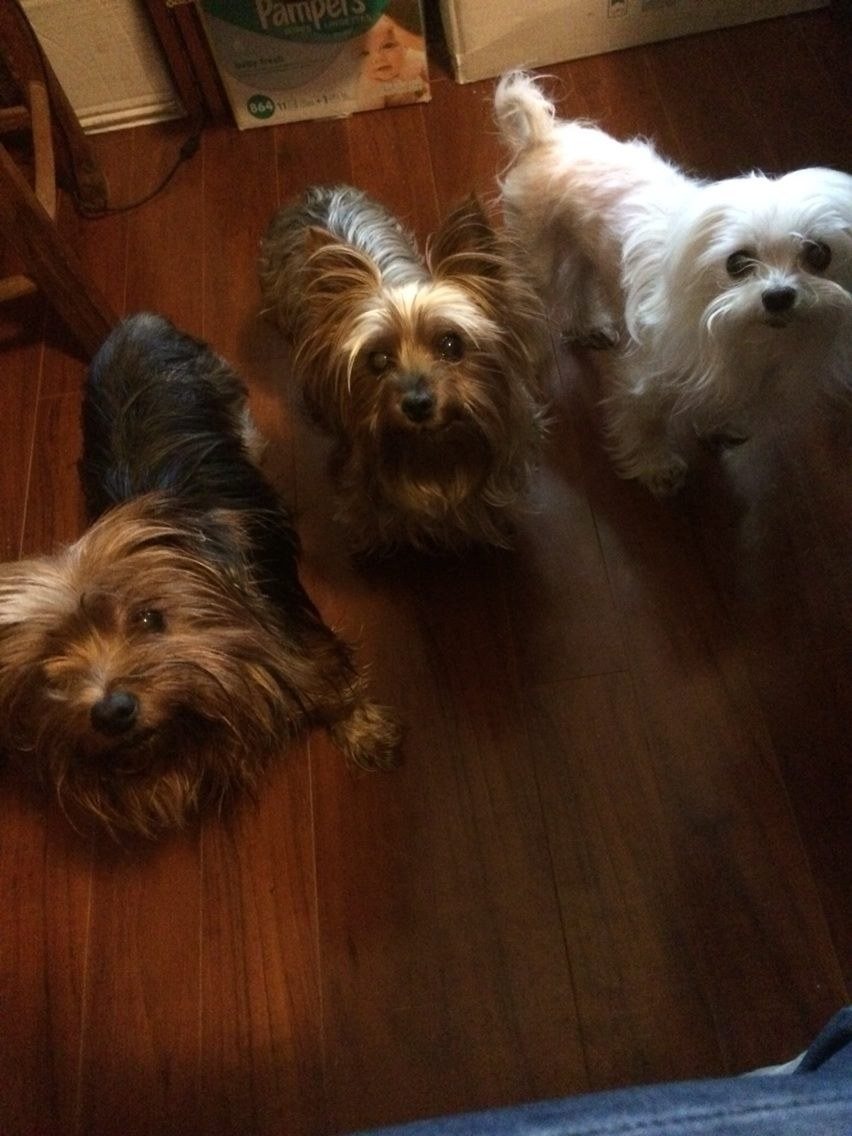 Treat? Did You Say You Had A Treat?