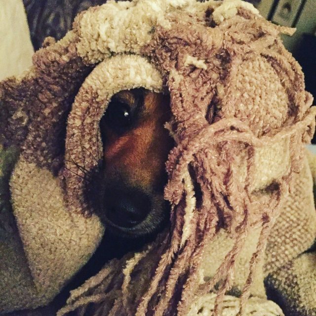 Rasta Dog