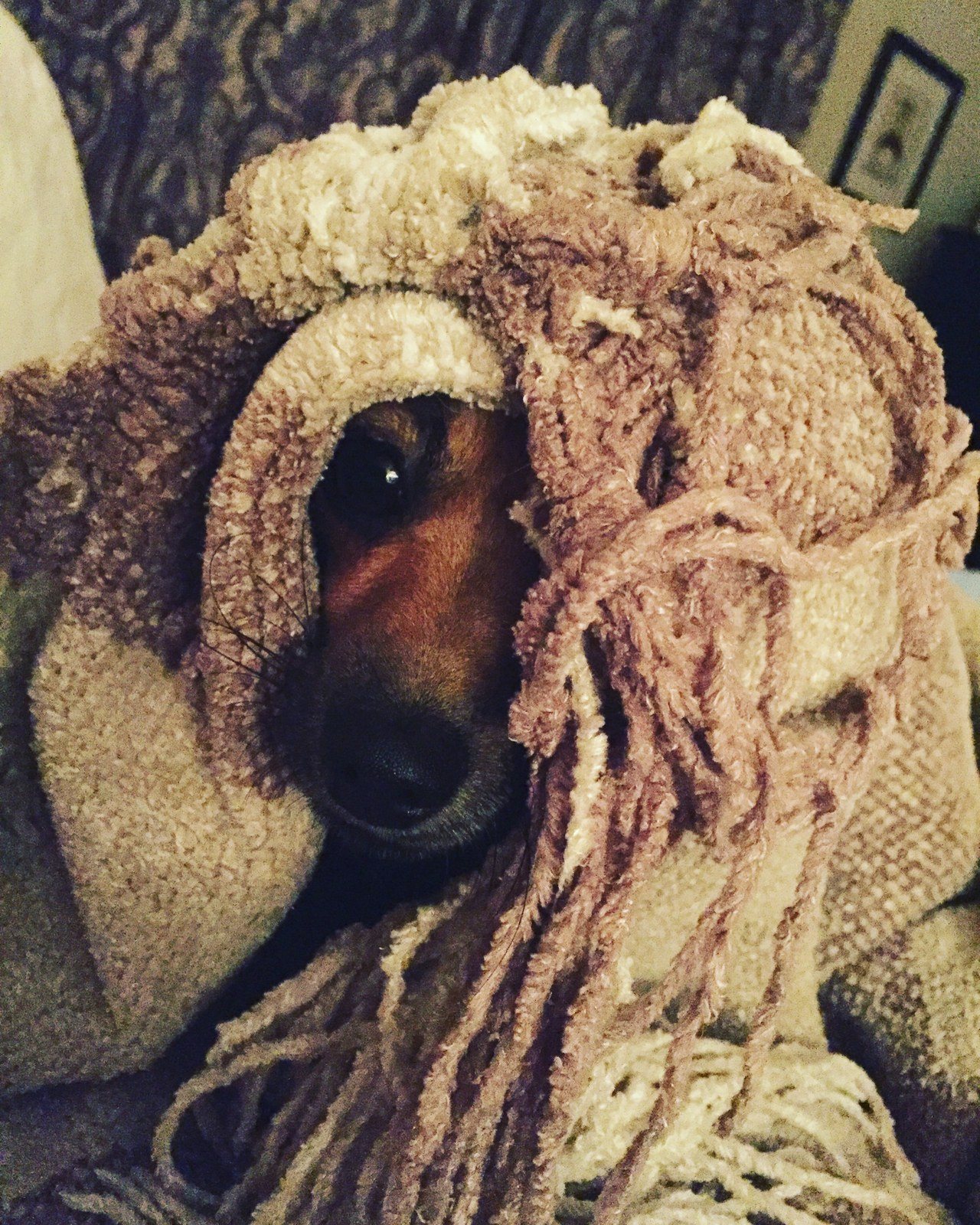 Rasta Dog