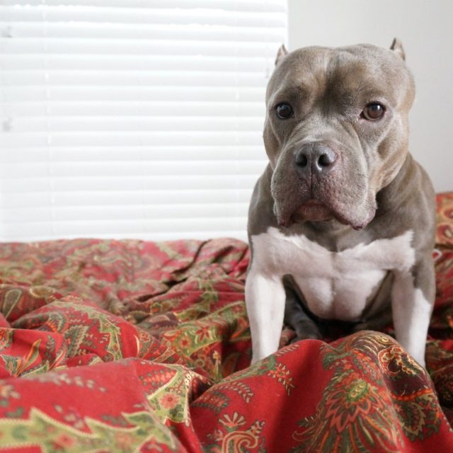 Angel In The Covers