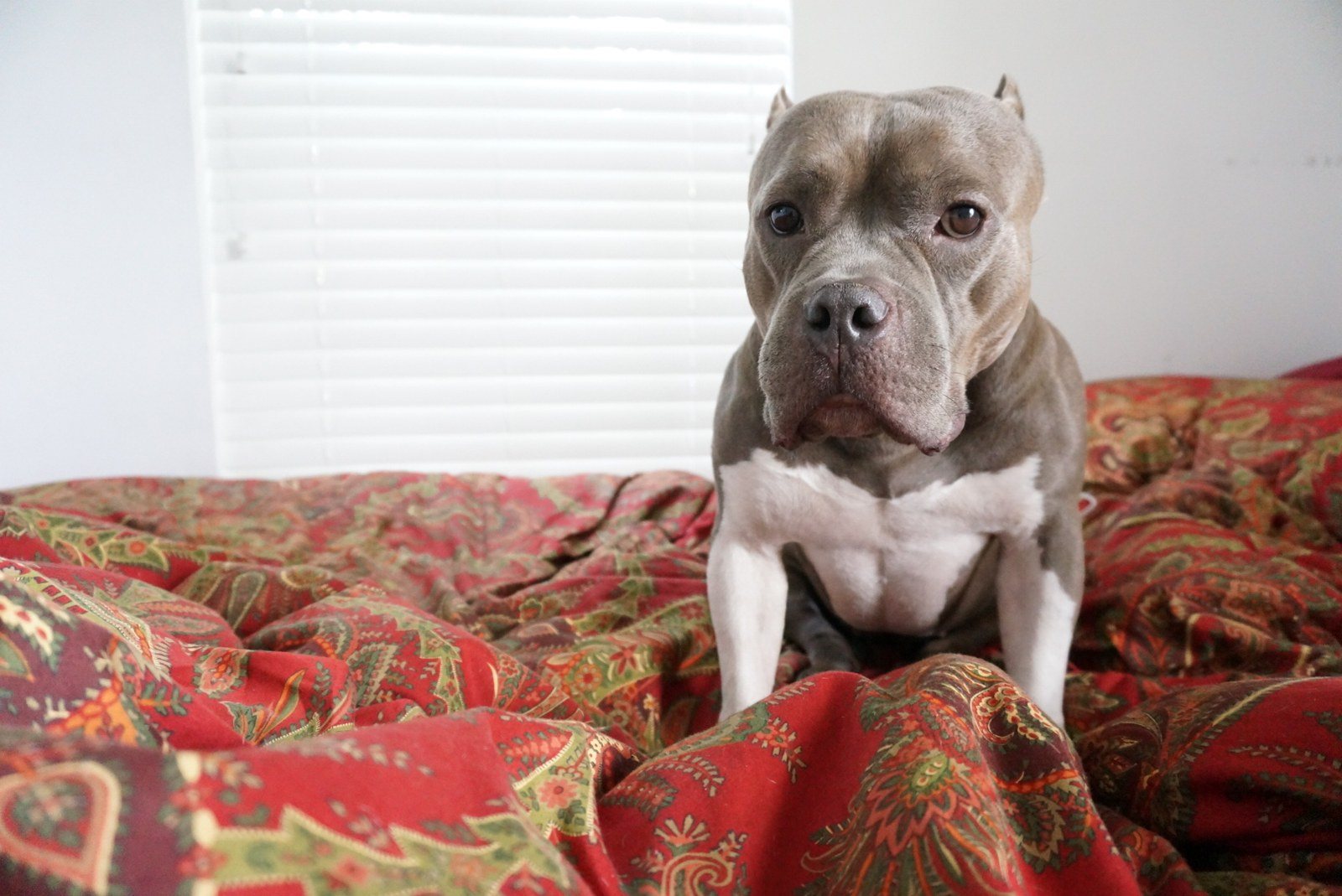 Angel In The Covers