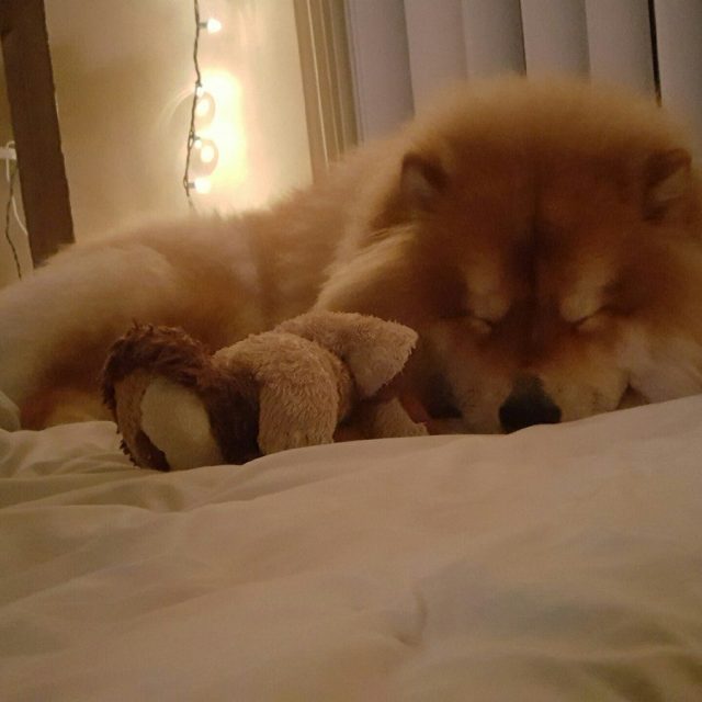 Sleepy Lion