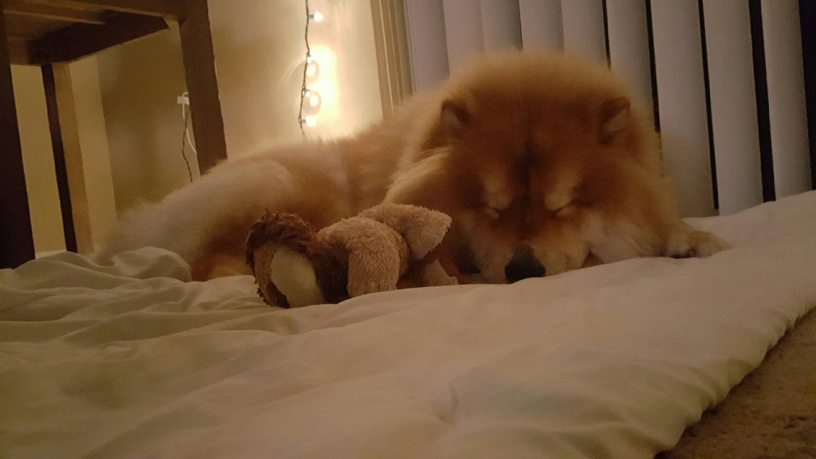 Sleepy Lion