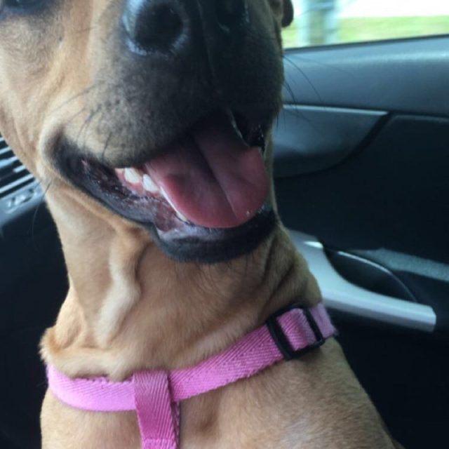 Nala-Shotgun Rider