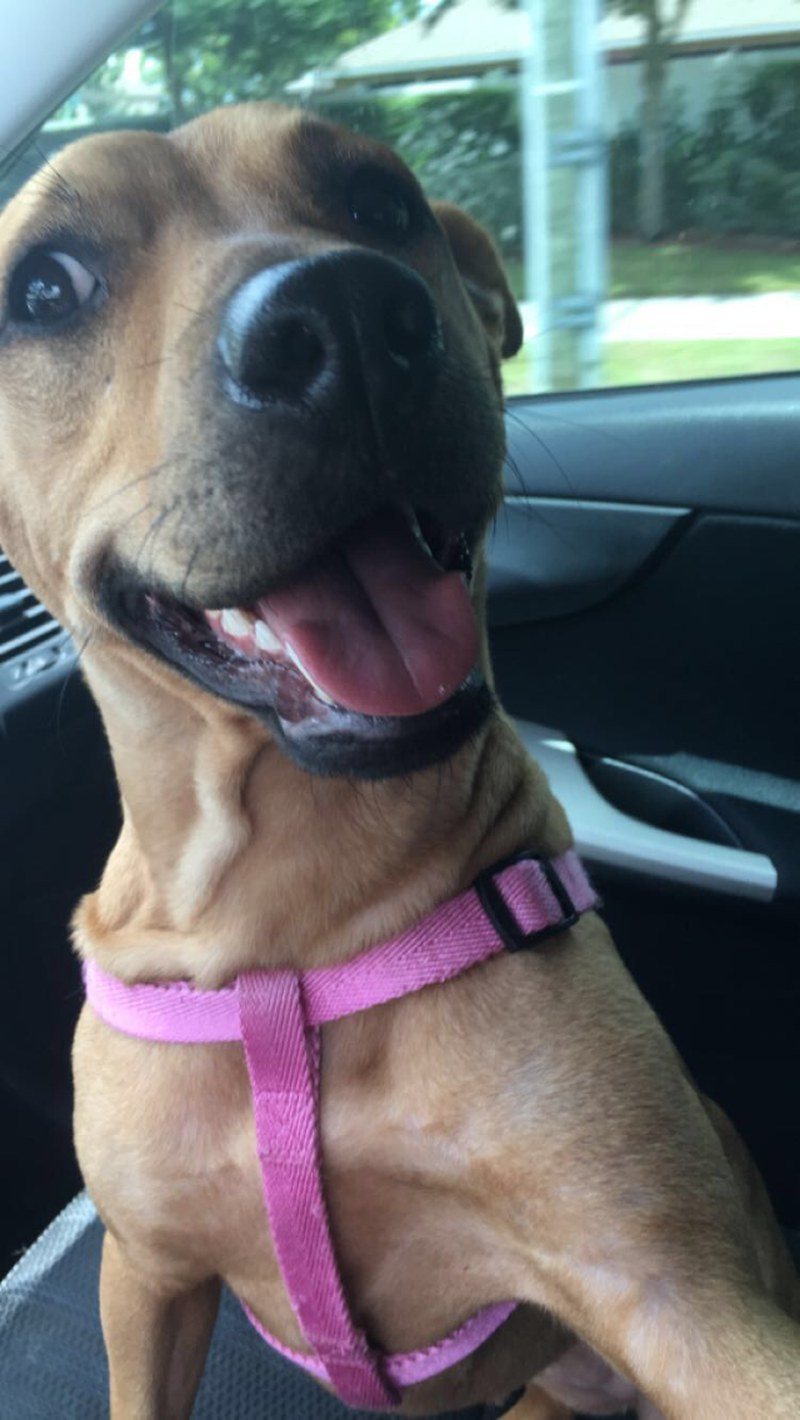 Nala-Shotgun Rider