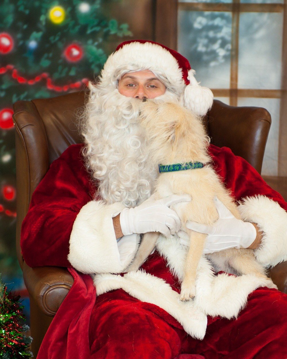 Where's Santa Paws