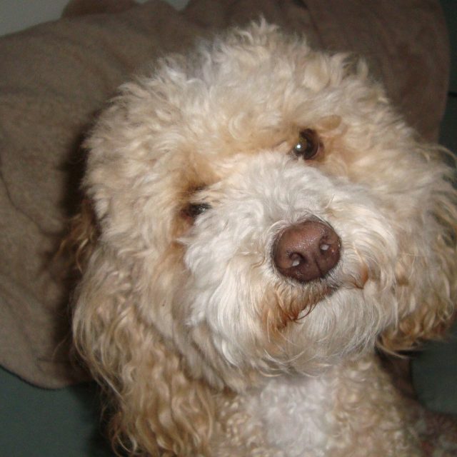 Bobo